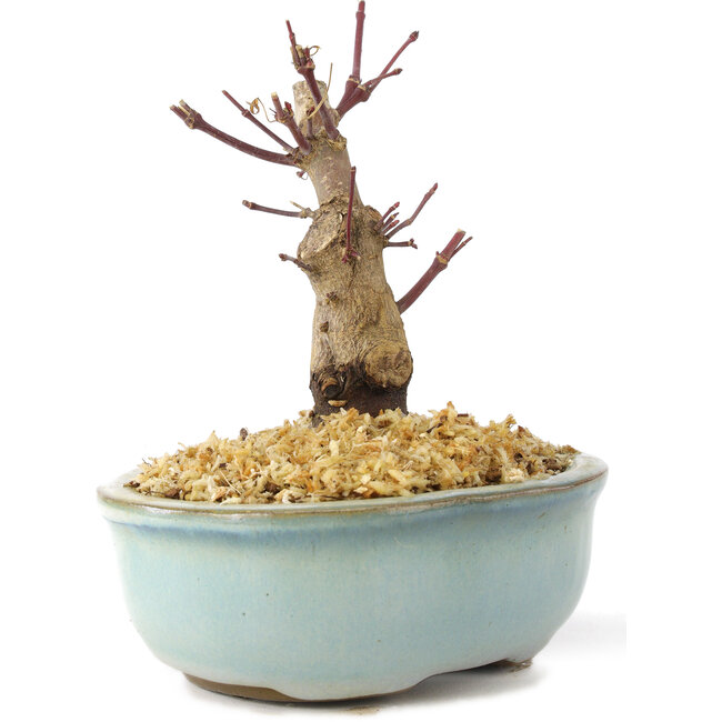 Acer palmatum Deshojo, 14 cm, ± 8 jaar oud