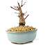 Acer palmatum Deshojo, 14 cm, ± 8 ans