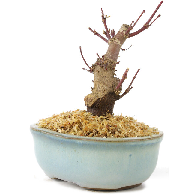 Acer palmatum Deshojo, 14 cm, ± 8 ans