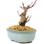 Acer palmatum Deshojo, 14 cm, ± 8 years old