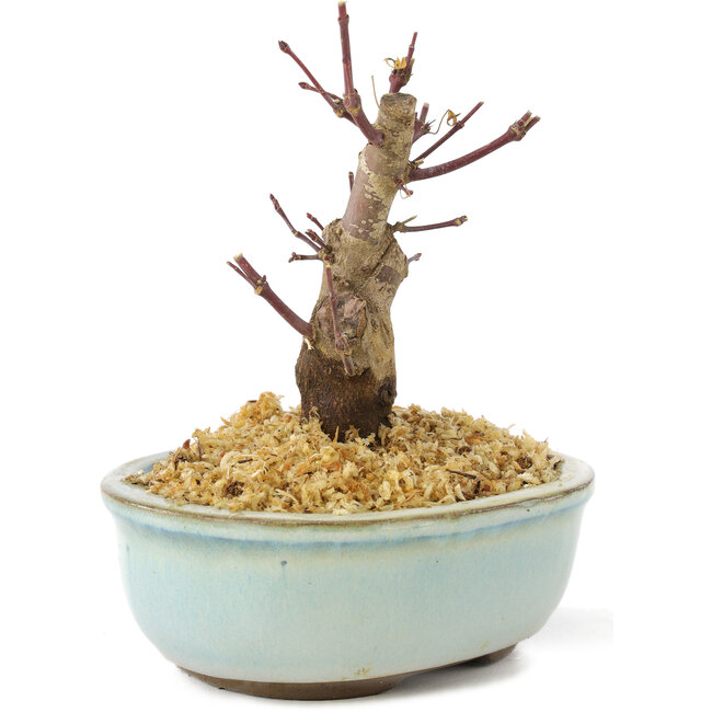Acer palmatum Deshojo, 14 cm, ± 8 Jahre alt