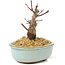 Acer palmatum Deshojo, 14 cm, ± 8 años