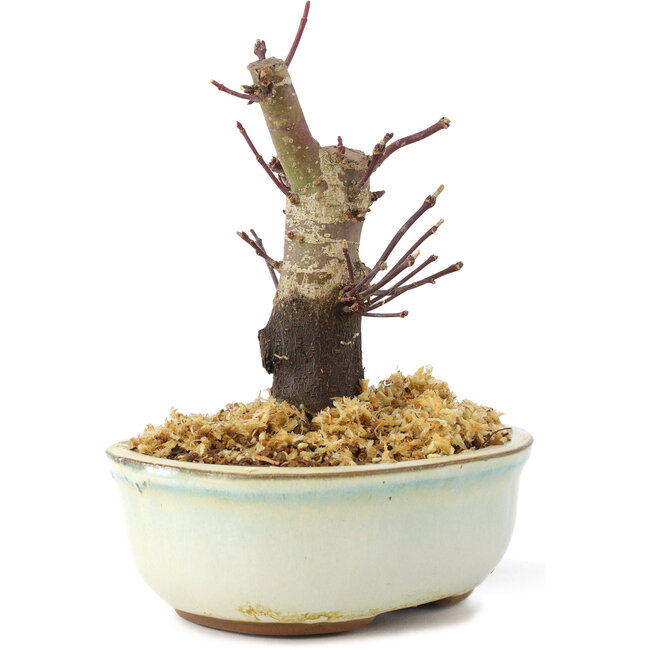 Acer palmatum Deshojo, 14 cm, ± 8 ans