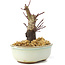 Acer palmatum Deshojo, 14 cm, ± 8 años