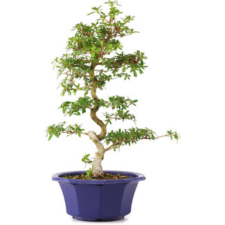 Rhododendron indicum Asahi-No-Izumi, 45 cm, ± 8 jaar oud