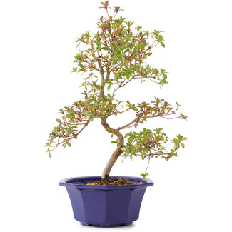 Flowering deciduous bonsai - Bonsai Plaza