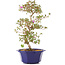 Rhododendron indicum Otome-No-Mai, 43 cm, ± 8 years old