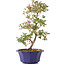 Rhododendron indicum Otome-No-Mai, 43 cm, ± 8 ans