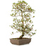 Rhododendron indicum Shisen, 69 cm, ± 12 years old, in a pot with a small chip
