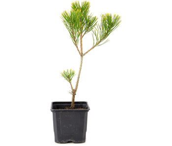 Pinus densiflora, 27 cm, ± 3 years old