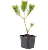 Pinus densiflora, 27 cm, ± 3 years old
