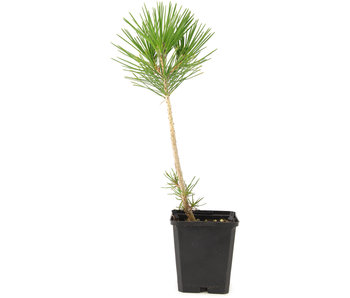 Pinus thunbergii, 31 cm, ± 3 Jahre alt