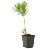 Pinus thunbergii, 31 cm, ± 3 years old