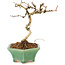Crataegus cuneata, 19 cm, ± 7 ans