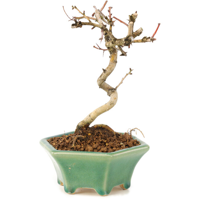 Crataegus cuneata, 19 cm, ± 7 años