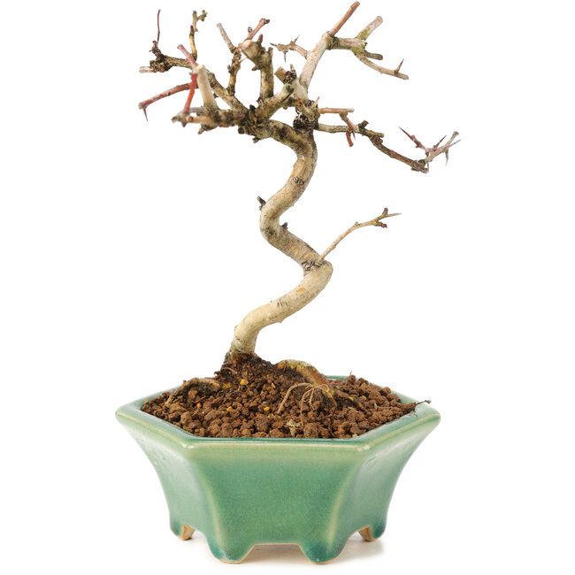 Crataegus cuneata, 19 cm, ± 7 jaar oud