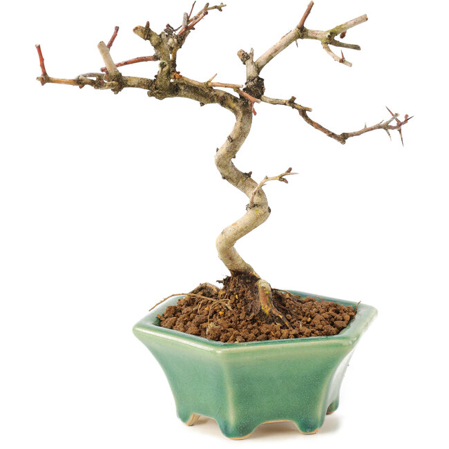 Crataegus cuneata, 19 cm, ± 7 jaar oud