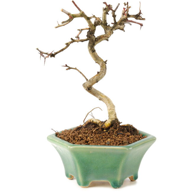 Crataegus cuneata, 19 cm, ± 7 ans