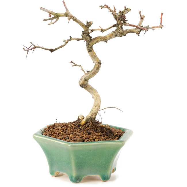 Crataegus cuneata, 19 cm, ± 7 ans