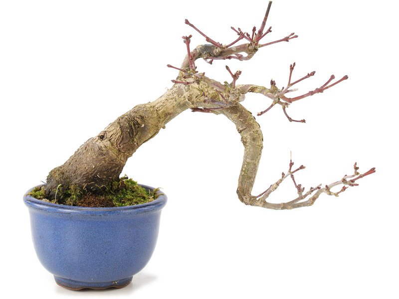 Acer palmatum Deshojo, 13 cm, ± 7 years old