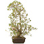 Rhododendron indicum Shisen, 62 cm, ± 12 anni, in un vaso con una piccola scheggiatura