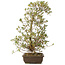 Rhododendron indicum Shisen, 62 cm, ± 12 years old, in a pot with a small chip