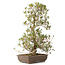 Rhododendron indicum Shisen, 62 cm, ± 12 years old, in a pot with a small chip