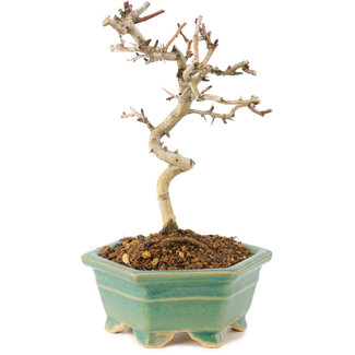 Crataegus cuneata, 19 cm, ± 7 jaar oud