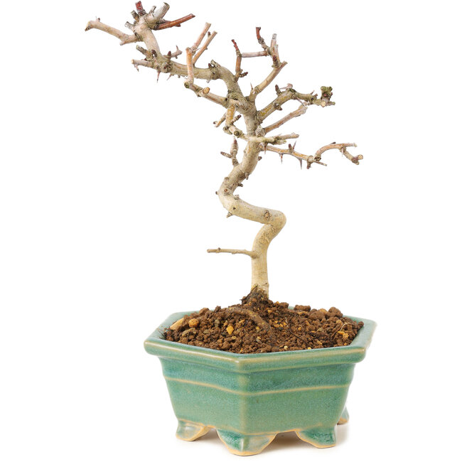 Crataegus cuneata, 19 cm, ± 7 Jahre alt