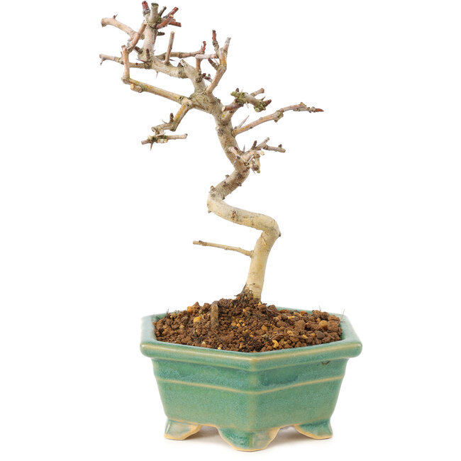 Crataegus cuneata, 19 cm, ± 7 ans