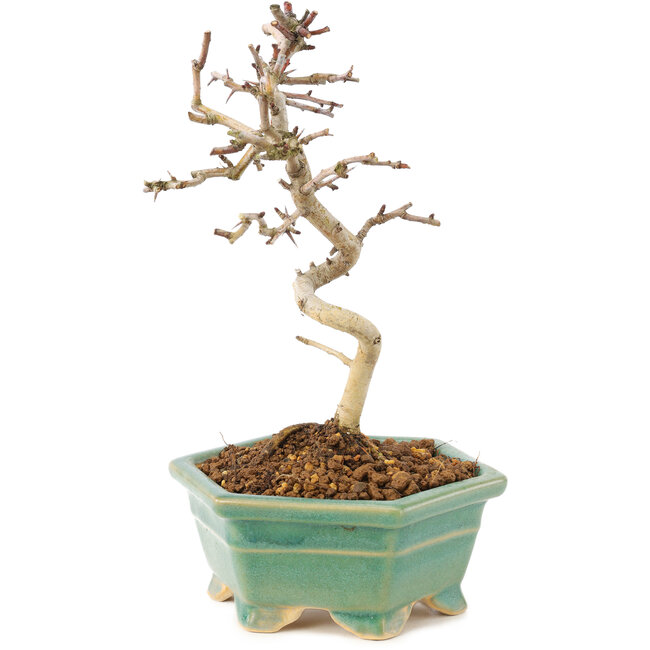 Crataegus cuneata, 19 cm, ± 7 ans