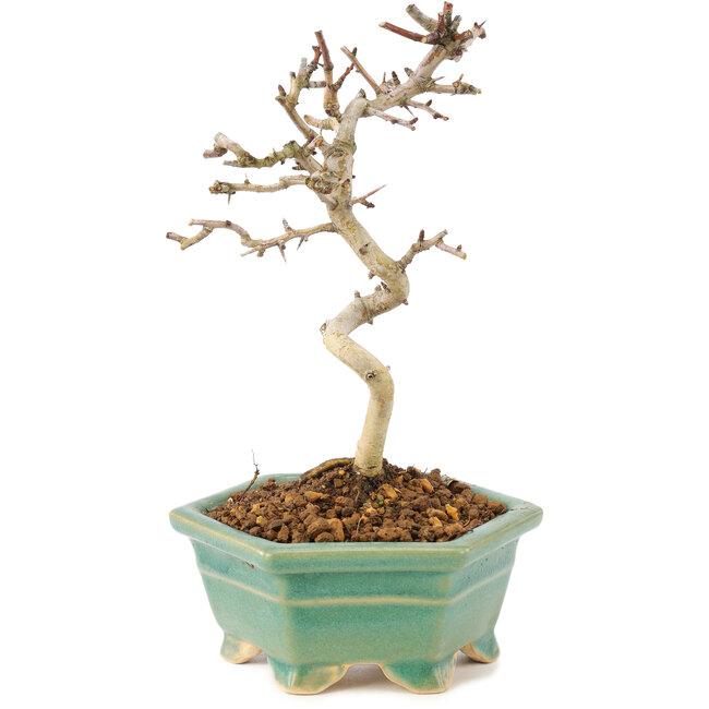 Crataegus cuneata, 19 cm, ± 7 jaar oud