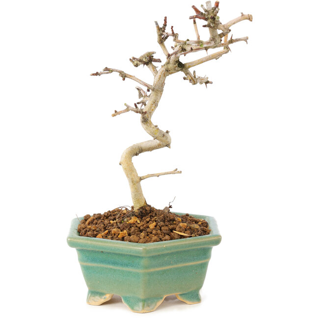 Crataegus cuneata, 19 cm, ± 7 jaar oud