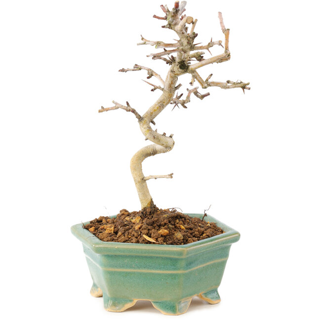 Crataegus cuneata, 19 cm, ± 7 jaar oud