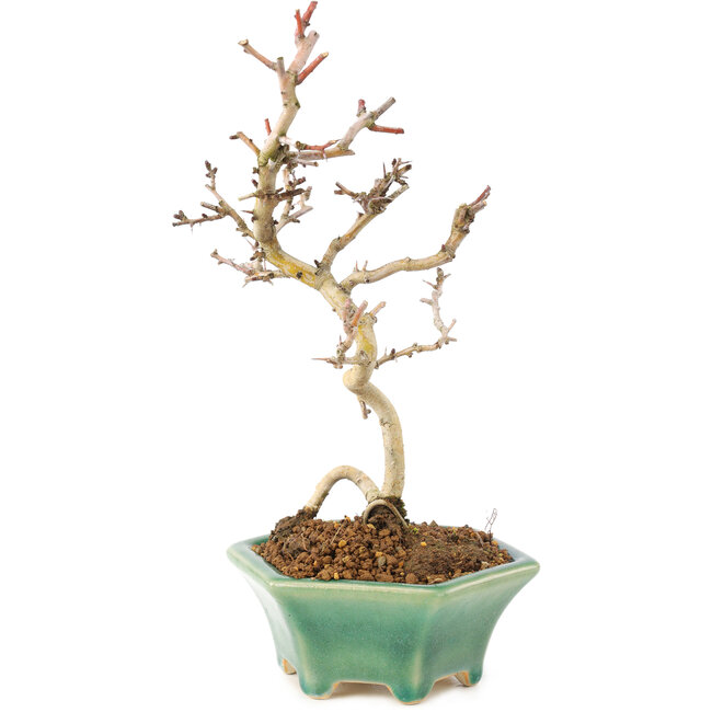 Crataegus cuneata, 22 cm, ± 7 years old