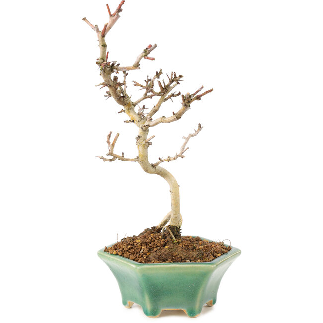 Crataegus cuneata, 22 cm, ± 7 ans