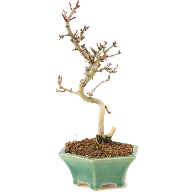 Crataegus cuneata, 22 cm, ± 7 ans