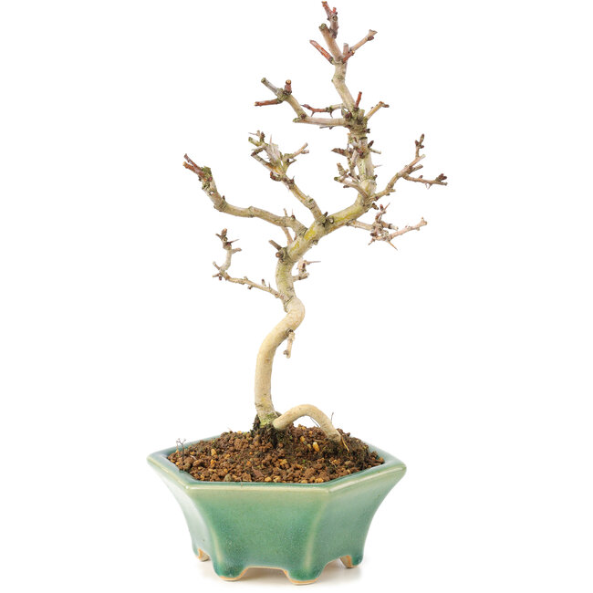 Crataegus cuneata, 22 cm, ± 7 ans