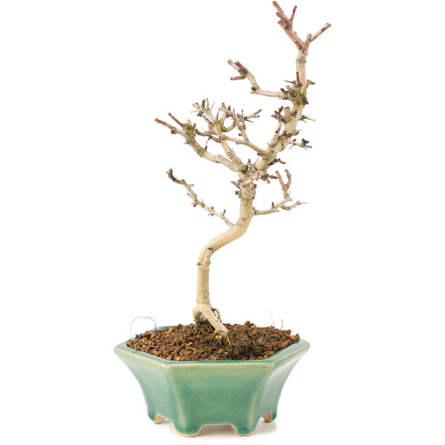 Crataegus cuneata, 22 cm, ± 7 ans