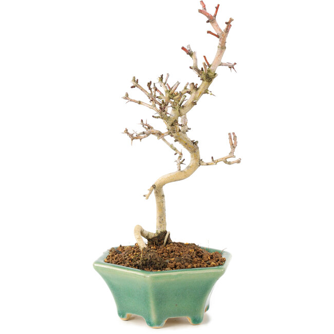 Crataegus cuneata, 22 cm, ± 7 Jahre alt