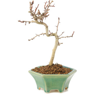 Crataegus cuneata, 18,5 cm, ± 7 Jahre alt