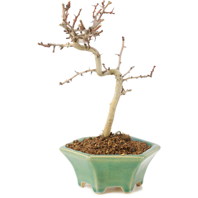 Crataegus cuneata, 18,5 cm, ± 7 Jahre alt