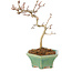 Crataegus cuneata, 18,5 cm, ± 7 ans