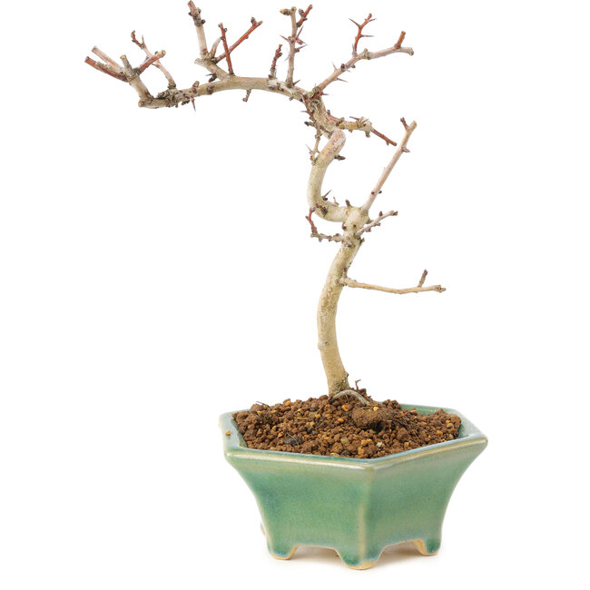 Crataegus cuneata, 18,5 cm, ± 7 anni