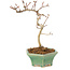 Crataegus cuneata, 18,5 cm, ± 7 ans