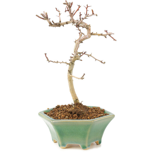 Crataegus cuneata, 18,5 cm, ± 7 Jahre alt