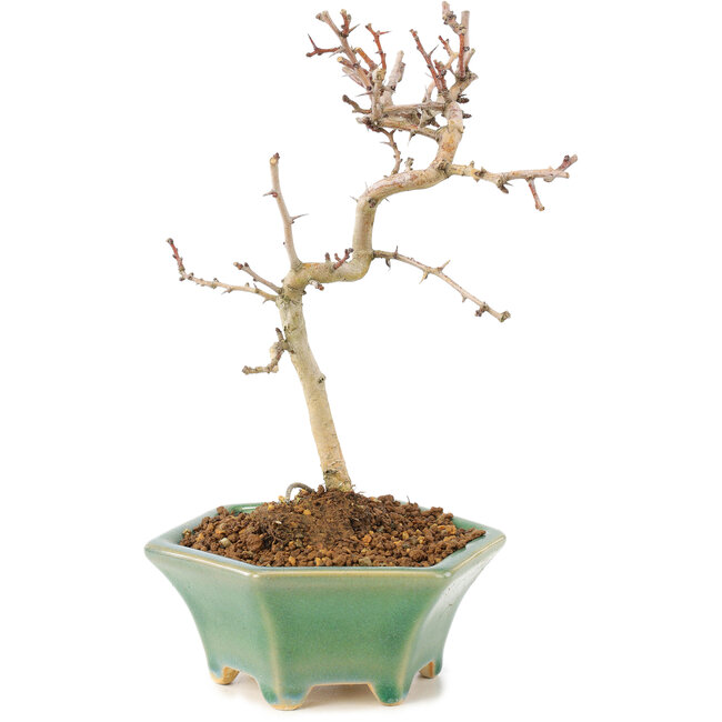 Crataegus cuneata, 18,5 cm, ± 7 ans