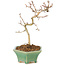 Crataegus cuneata, 18,5 cm, ± 7 ans