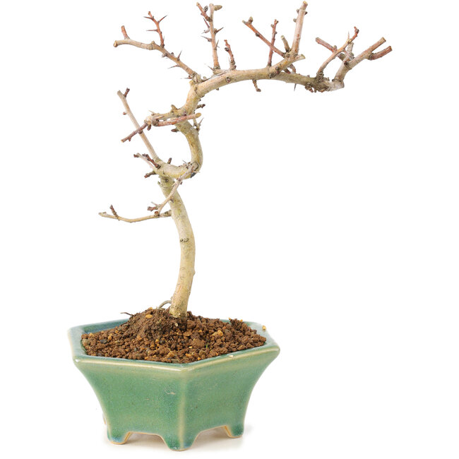 Crataegus cuneata, 18,5 cm, ± 7 years old