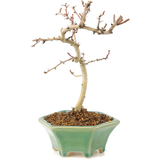 Crataegus cuneata, 18,5 cm, ± 7 años